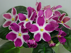 photo_nor for РС-Маргарет