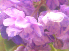 photo_nor for Milady