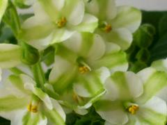 photo_nor for Крокодил Гена