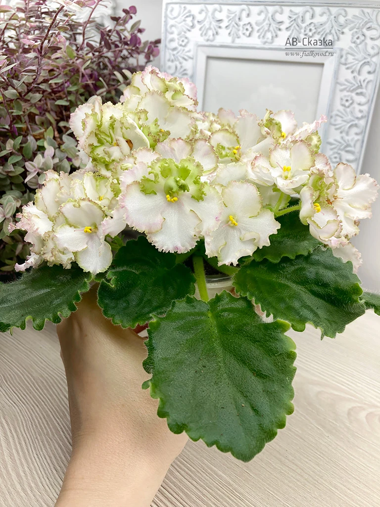 АВ-Сказка (756-5)