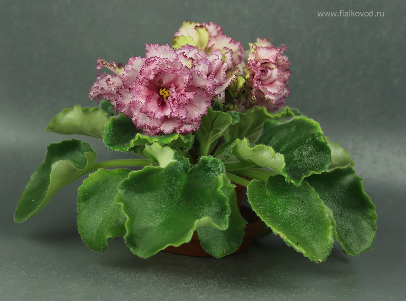 АВ-787-47, сеянец