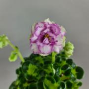 photo_nor for ВаТ-Соло Анфисы