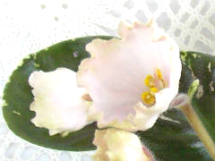 photo_nor for ЛЕ-Хрустальный Перезвон 