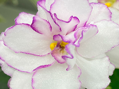 photo_nor for С-22-452, сеянец