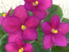 photo_nor for ЛЕ-Ия
