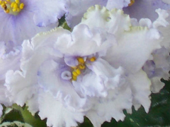 photo_nor for ЕК-Зимняя Сказка