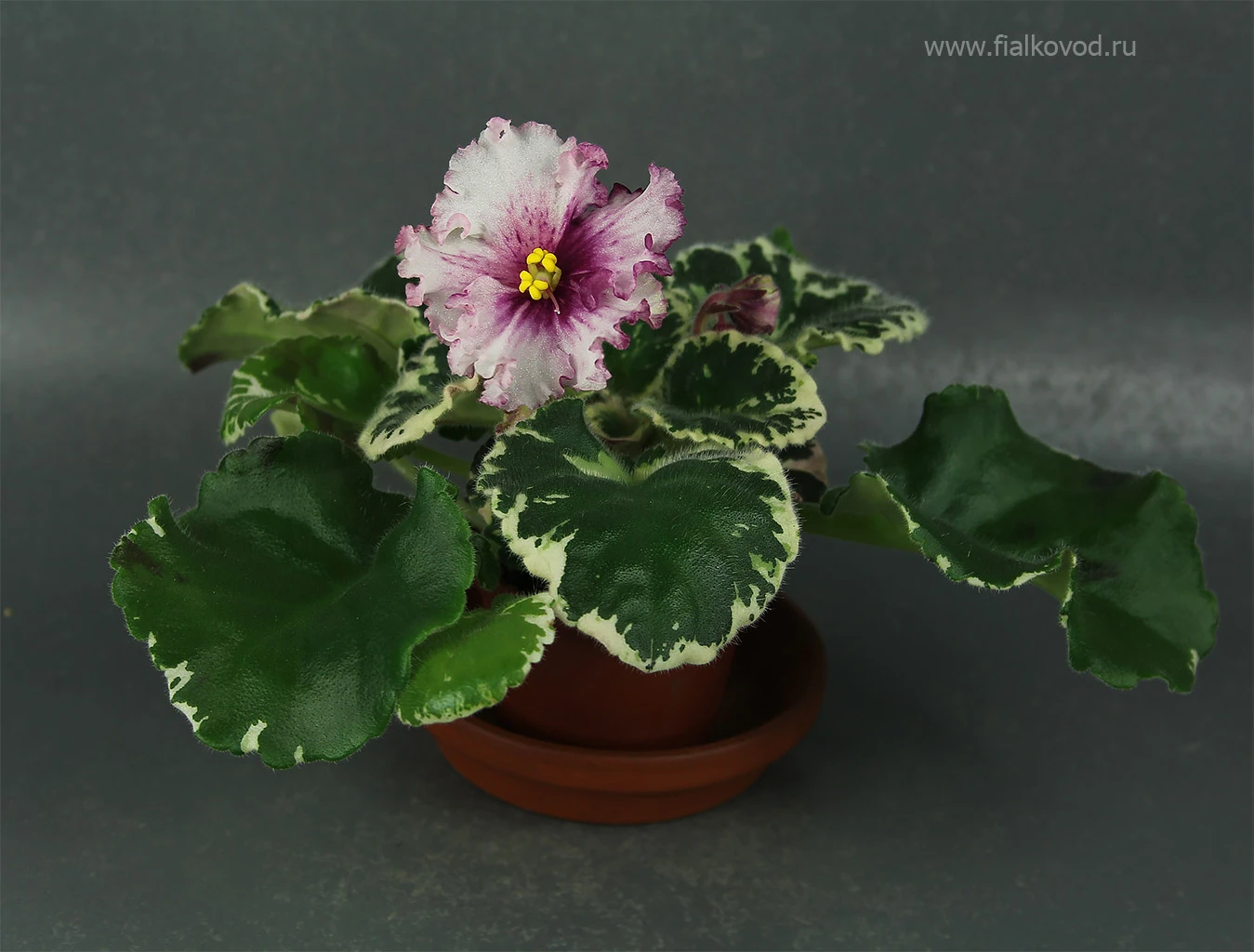 АВ-764-55, сеянец