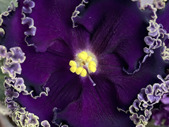 photo_nor for С-Черный Лебедь (23-38)