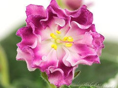 photo_nor for АВ-809-13, сеянец