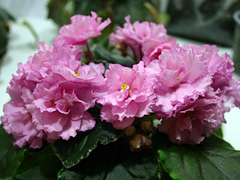 photo_nor for Rebel's Rose Bud