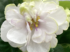 photo_nor for С-Январские Сугробы (21-342)