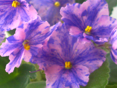 photo_nor for Flowerland Via Lactea