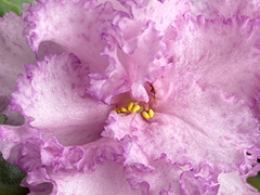 photo_nor for С-23-67, сеянец