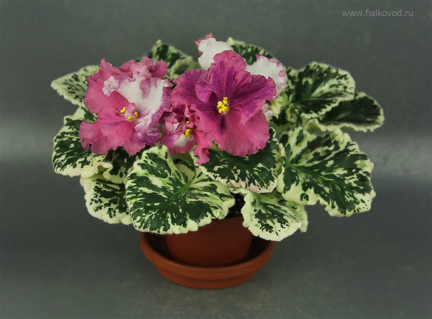 АВ-764-55, сеянец