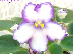 photo_nor for ЛЕ-Лунная Радуга