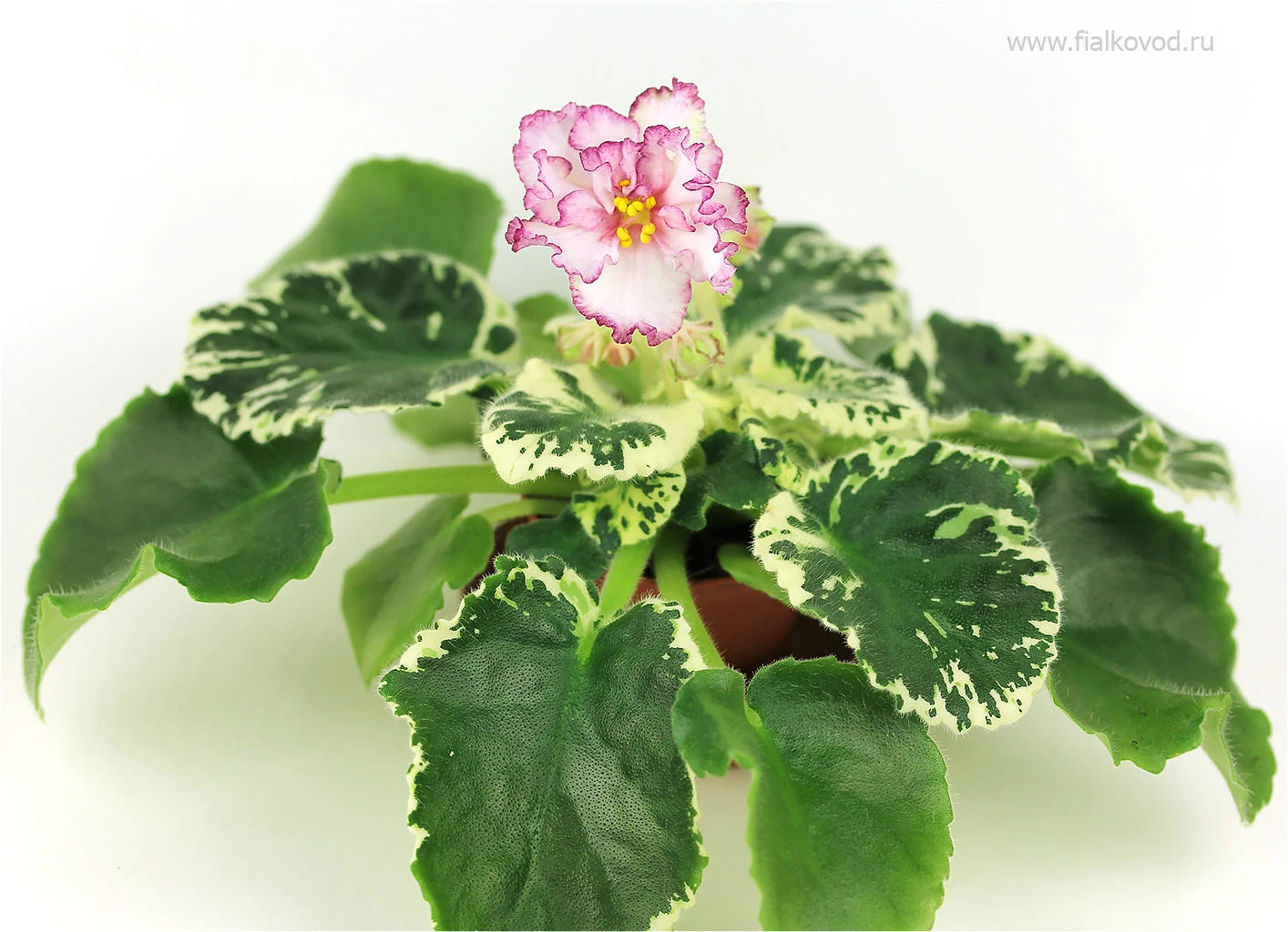 АВ-812-59, сеянец