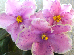 photo_nor for KZ-Царёв цветок