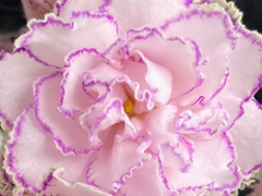 photo_nor for АВ-Шармез (873-217)