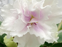 photo_nor for С-Верю и Надеюсь (22-64)