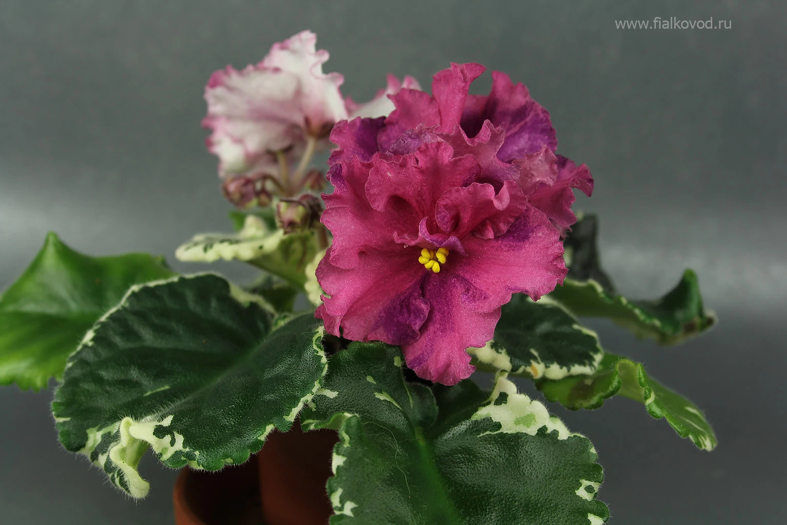 АВ-764-55, сеянец