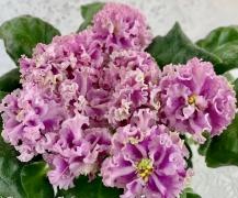 photo_nor for ШР-Талисман Любви
