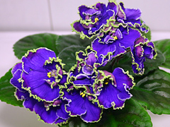 photo_nor for ЛЕ-Прекрасная Креолка