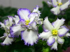 photo_nor for ЛЕ-Зимняя Сказка спорт