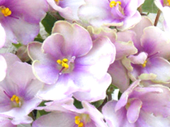 photo_nor for ЛЕ-Миндальное Пирожное
