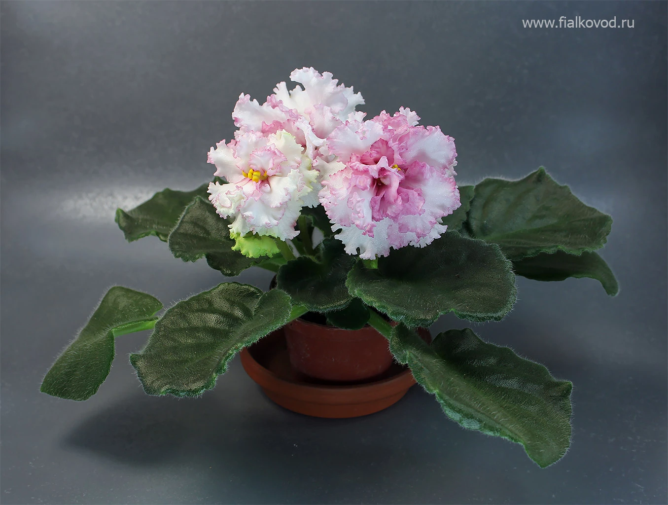 carnation-white.jpg