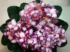photo_nor for Ultra Violet Saturn