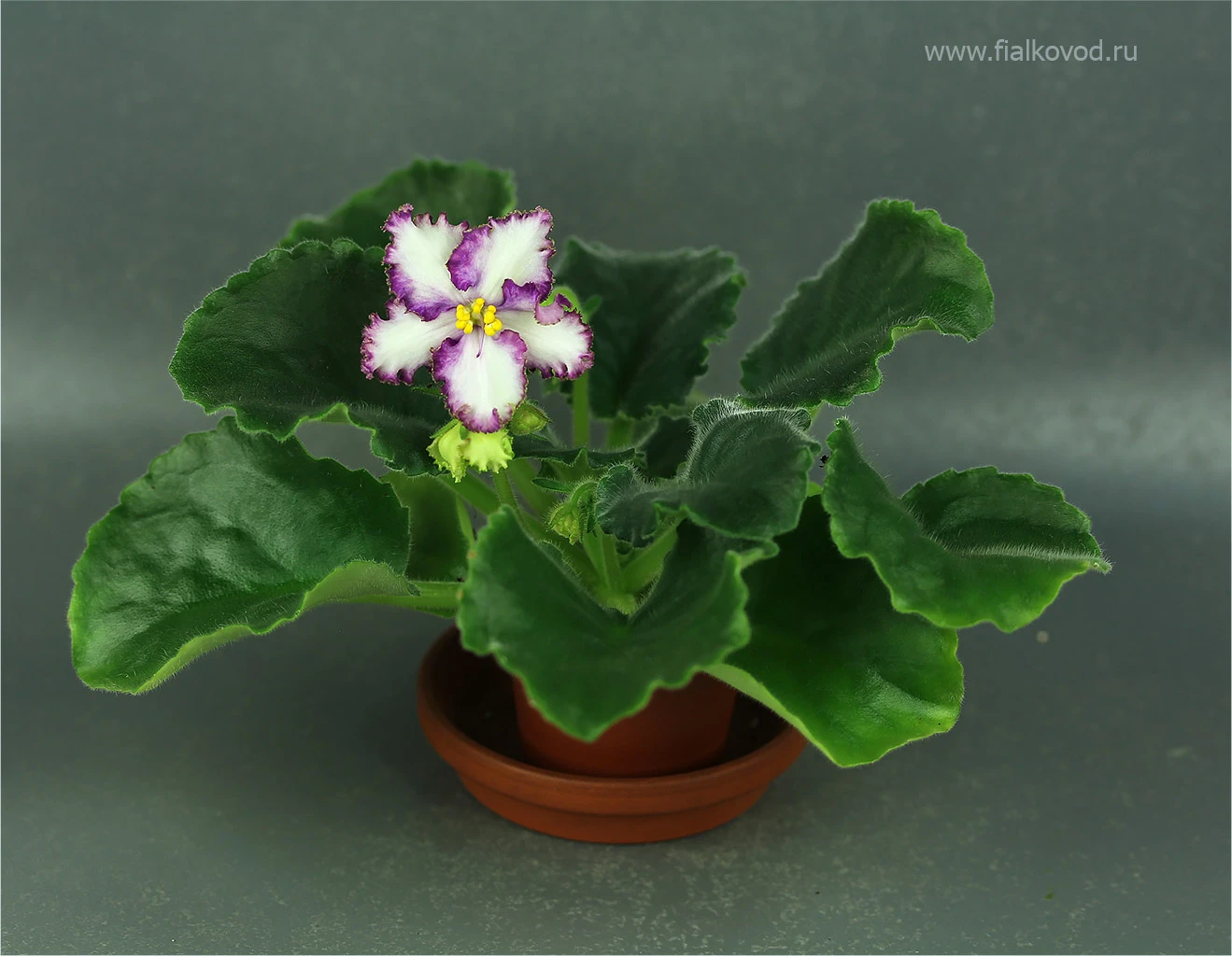 АВ-800-25, сеянец