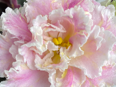 photo_nor for АВ-Золотые Нити Рассвета (880-11)