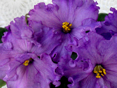 photo_nor for Люба