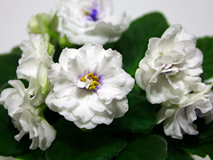 photo_nor for Rob's Cotton Ball