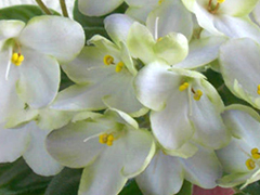 photo_nor for ЛЕ-Сон Трава