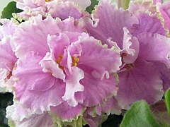 photo_nor for Silverglade Meadows