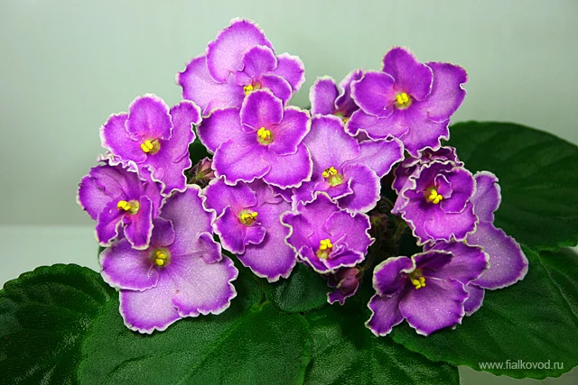 ЛЕ-Стайка Бабочек