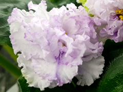 photo_nor for ЛЕ-Пломбир с Черникой