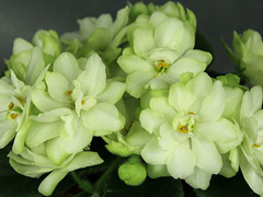 photo_nor for Н-Снежный Георгин