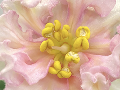 photo_nor for С-Апельсиновый Кот (21-270)