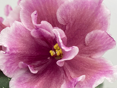 photo_nor for С-Брусничная Фея (22-480)