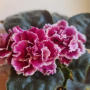 photo_nor for ЛФ-Лесные Ягоды