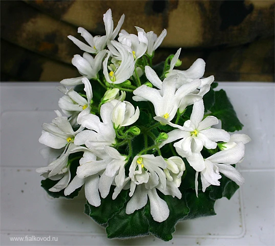 Lunar Lily white