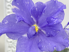 photo_nor for С-Звездочет (22-186)