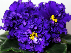 photo_nor for АВ-Бандерас (754-21)