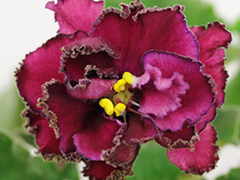 photo_nor for Ф-Катюша (843-164)