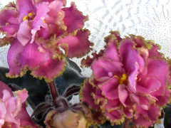 photo_nor for Императрица