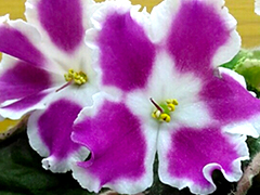 photo_nor for ЕК-Мармеладные Ромашки