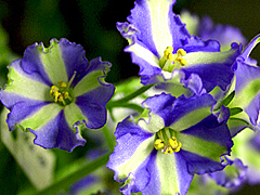 photo_nor for Yukako