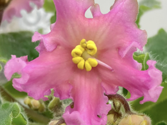 photo_nor for С-Звезда Пленительного Счастья (22-155)